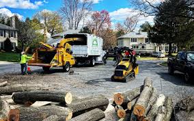 Best Tree Risk Assessment  in Bullhead City, AZ