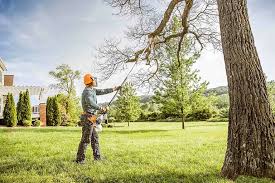 Best Commercial Tree Services  in Bullhead City, AZ