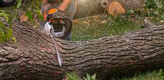 Best Arborist Consultation Services  in Bullhead City, AZ