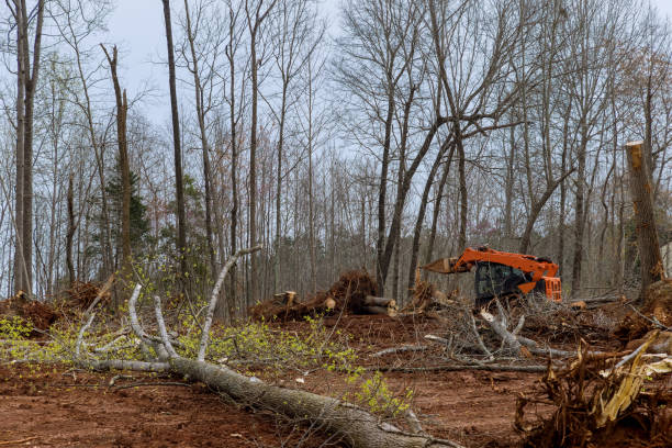 Best Hazardous Tree Removal  in Bullhead City, AZ