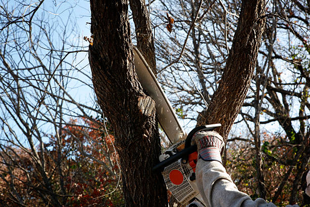 Best Tree Maintenance Programs  in Bullhead City, AZ