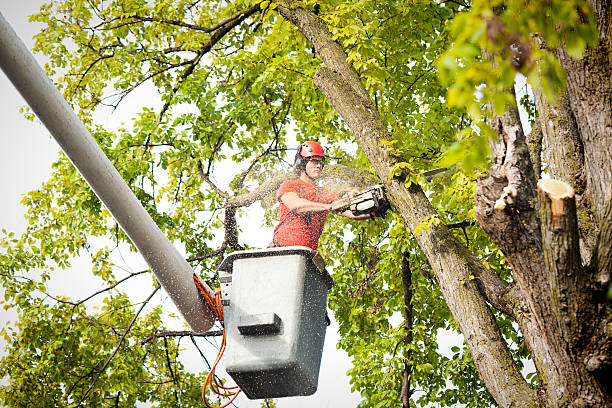 Professional Tree Removal Services in Bullhead City, AZ