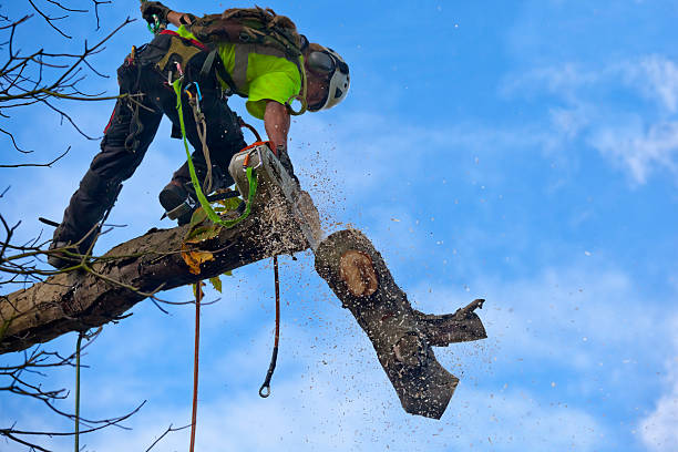 How Our Tree Care Process Works  in  Bullhead City, AZ